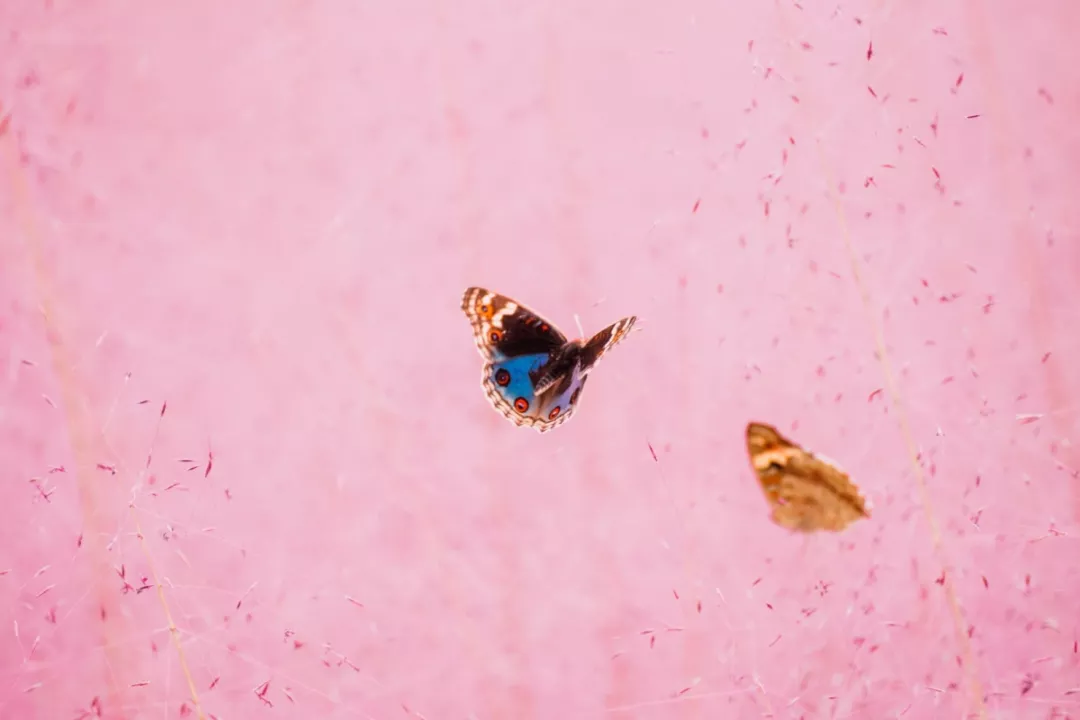 粉黛 (30).jpg 图片